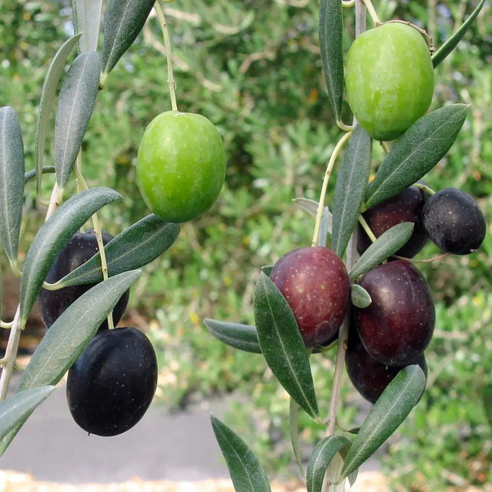 Porch /& Petal Olive Tree with Fruit in Pot 19.5 2 Piece