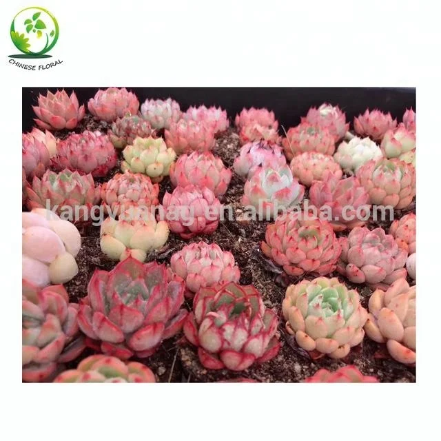 
Wholesale all colors Korea Succulent Plants 