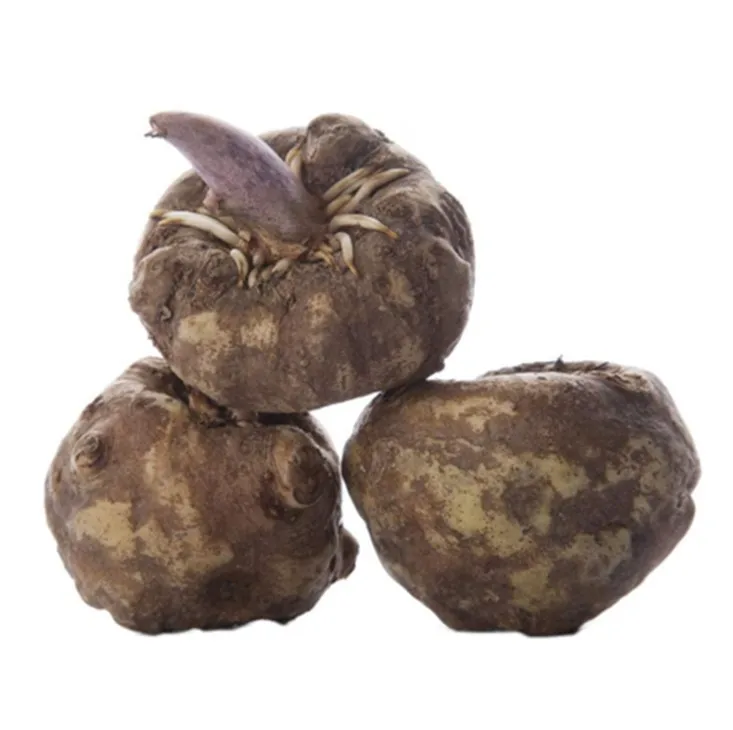 gmp factory supply 100% natural constipation therap