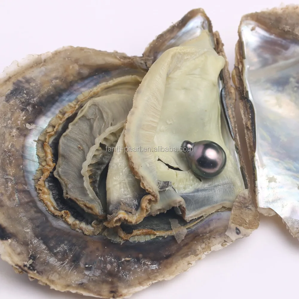 

9mm Tahiti pearl in akoya oyster wholesale seawater pearl