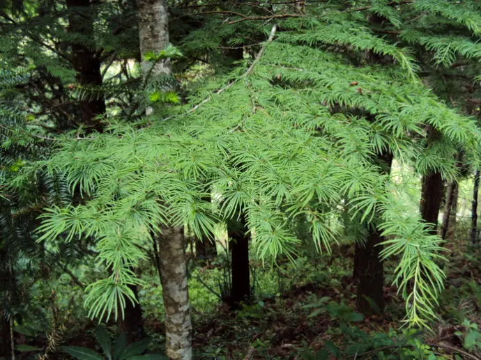 factory supply cortex pseudolaricis extract powder