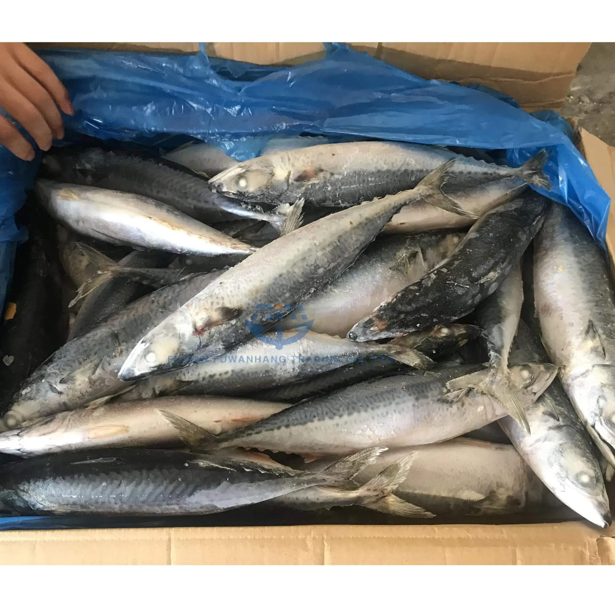 400600g Pacific Mackerel For Canned Mackerel Buy 400600g Pacific