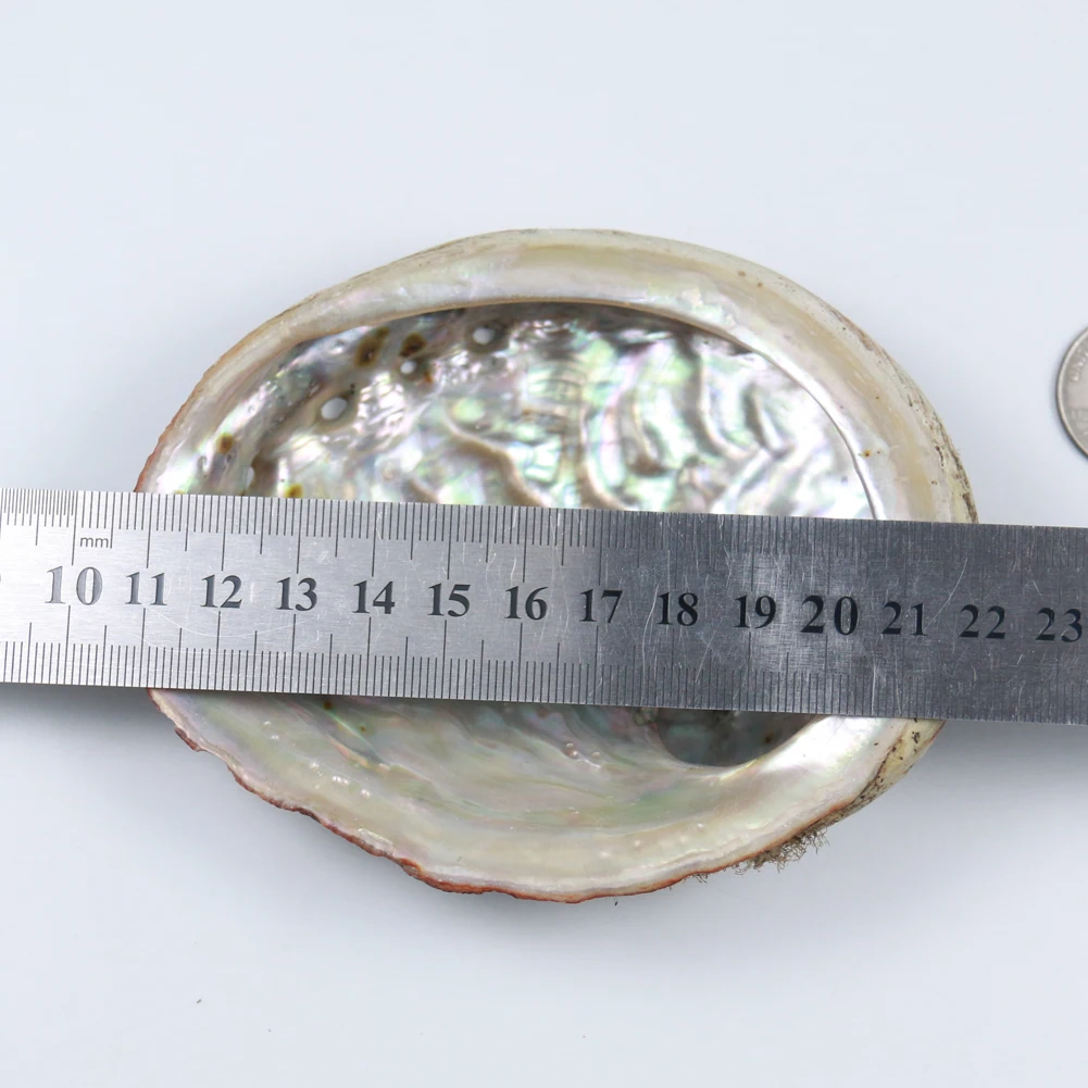 Natural Craft Sea Raw Abalone Shell For Diy Home Decoration Buy