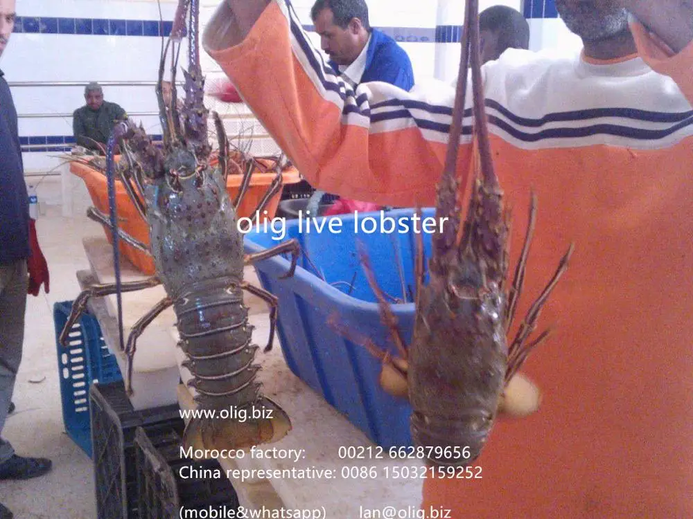live lobster 008615032159252_