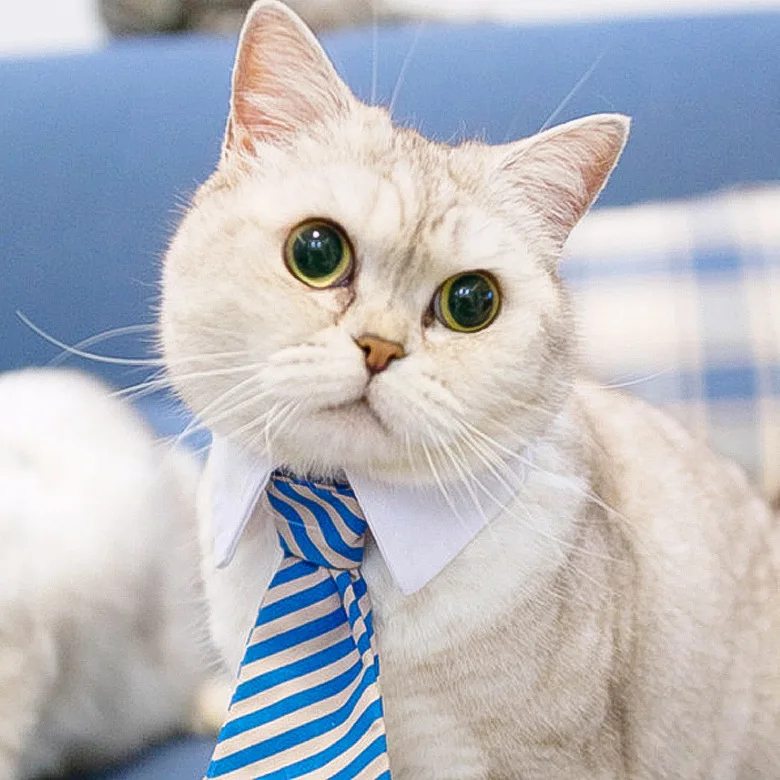 领带猫咪头像图片