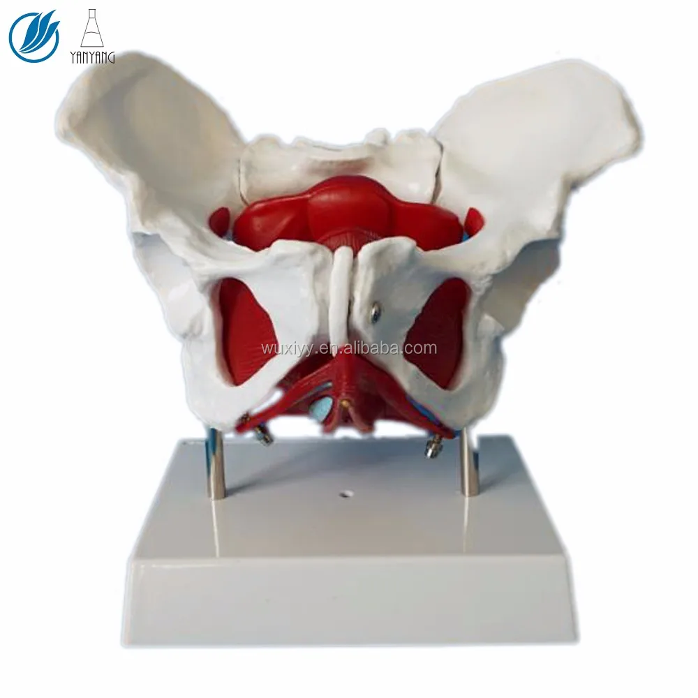Anatomical Female Model Skeletal Female Basin Pattern With Removable Organs 7 Pieces Anatomical Pattern With Pelvic Floor Muscles And Reproductive Organs,Friendly32 - View #10