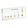 Gelsonlab HSBS-096 Acrylic Corn Germination Specimen embedded biological specimens