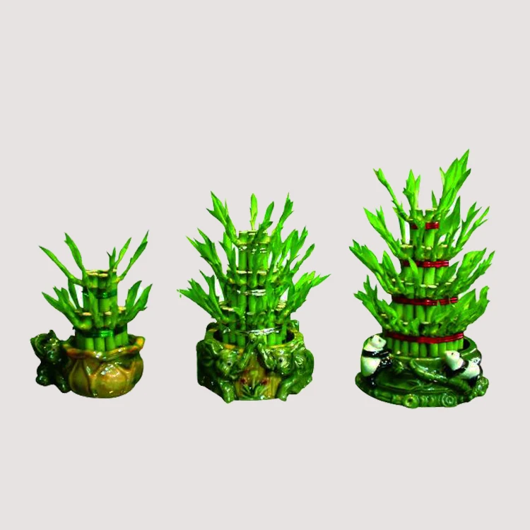 
factory natural plants dracaena sanderiana lucky bamboo 
