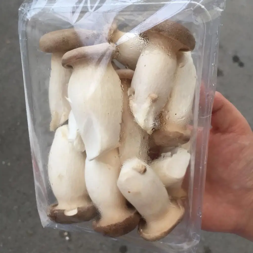 
Detan Pleurotus Eryngii Fungi Fresh 