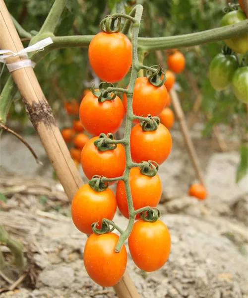 Семена желтых томатов китайские. Семена желтых томатов китайские высокие. Китайские семена помидор. Китайские гибрид f1. Помидоры семена гибриды