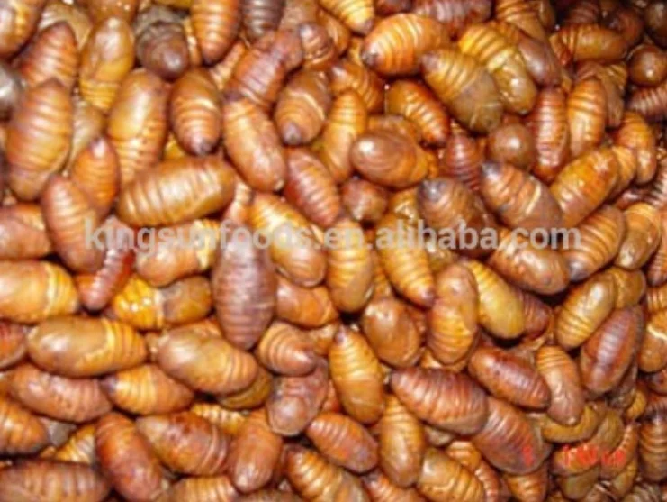 Good Price Hotsale Frozen Silkworm Thailand Silkworm - Buy ...