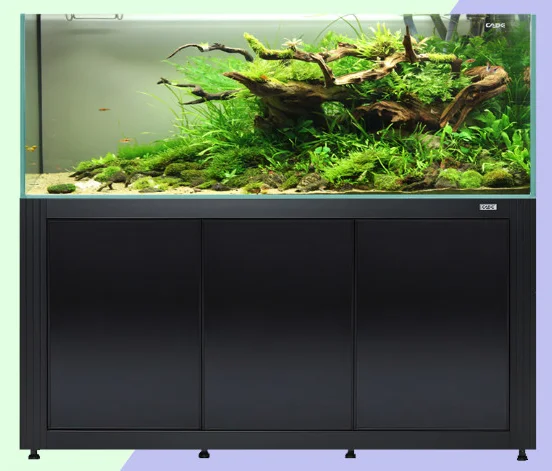 walmart purina kitten chow