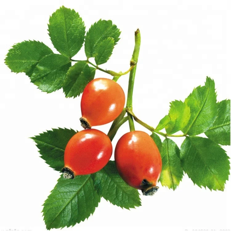 Rosehip-(1).jpg