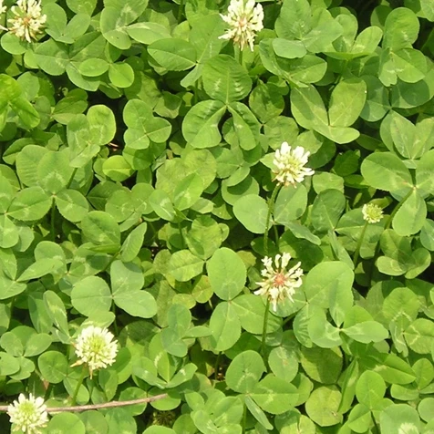 
freeze resistance Grass seed high quality Trifolium repens seeds Forage grass seeds 