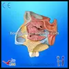Median Sagittal Section of Nasal Cavity, nose cut anatomical model