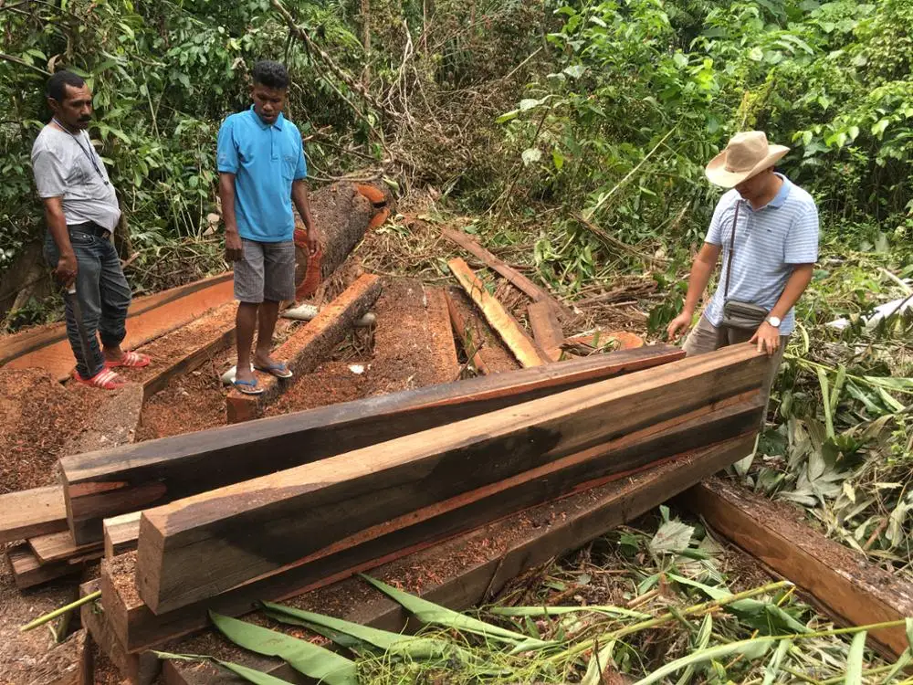 Cutting Woods in the Forest (13)