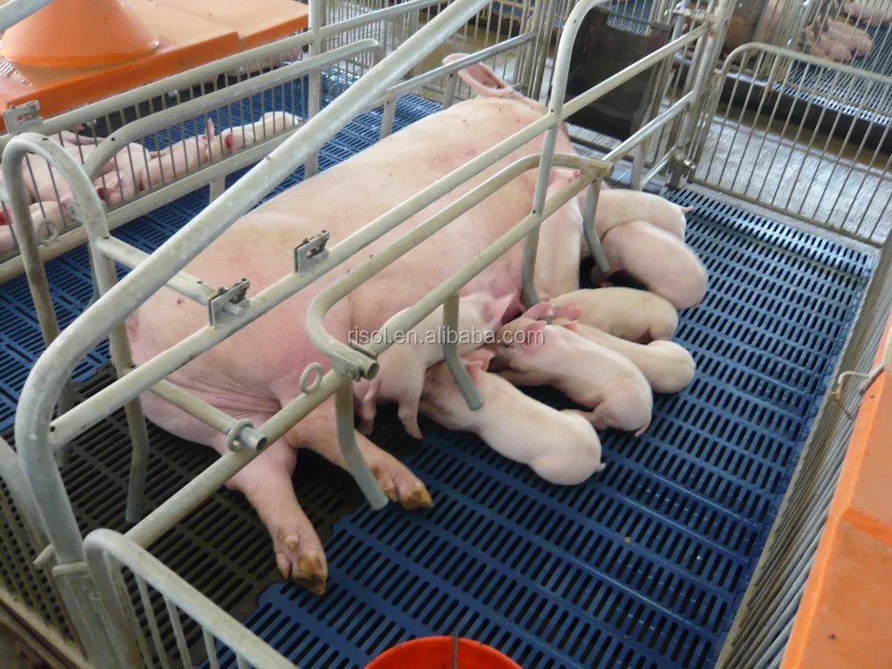 Клетка для свиней