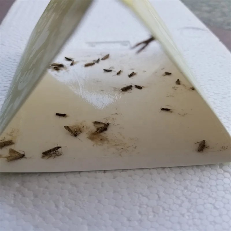 Effective Pheromone Glue Trap For Cloth Moth Trap For Pantry & Cloth ...