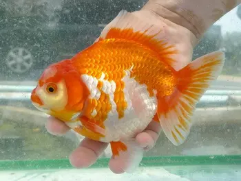 Live Goldfish Buy Goldfish Product On Alibaba Com