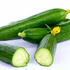 High Purity Early Maturity Vegetable Best Quality F1 hybrid Little Cucumber Seeds