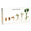 Peanut Germination real insect specimens