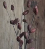 groundnut peanut fruit Arachis hypogasa dried flowers branch spray for decoration