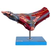 Skin Section model (anatomical model) /medical model