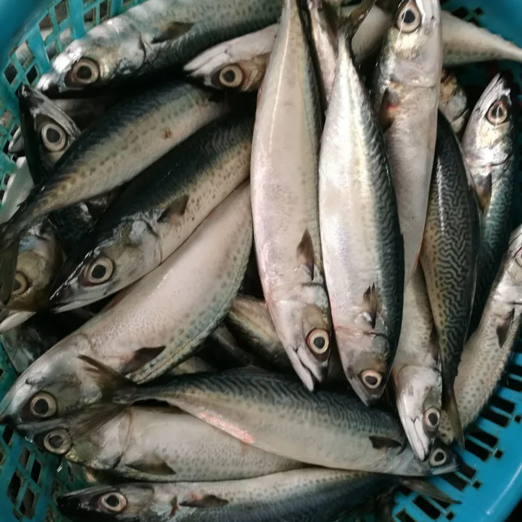 Chinese Mackerel Exporting Factory Buy Mackerel Price,Pacific
