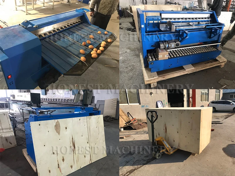 Chicken Egg Sorting Machine / Egg Grader Machine Philippines / Egg