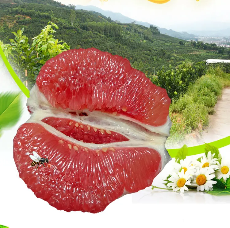 
Chinese fresh pomelo 