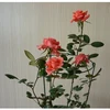 /product-detail/outdoor-flower-metal-stick-plant-stick-plant-support-60419612746.html