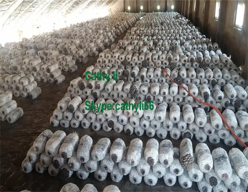 autoclave for mushroom .jpg