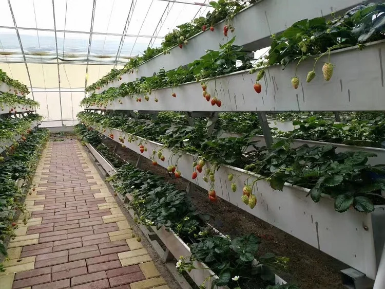 Strawberry Grow System 3.jpg