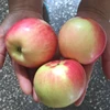 Royal Gala Apples Granny Smith Apples Red Delicious/Stark/Red Chief Apples Fuji apples Origin CHINA
