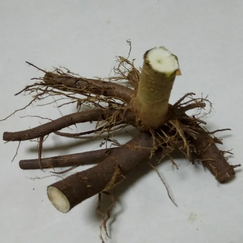 hybrid clone paulownia root and rhizome044