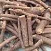strong adaptability biomass paulownia tree root for breedling