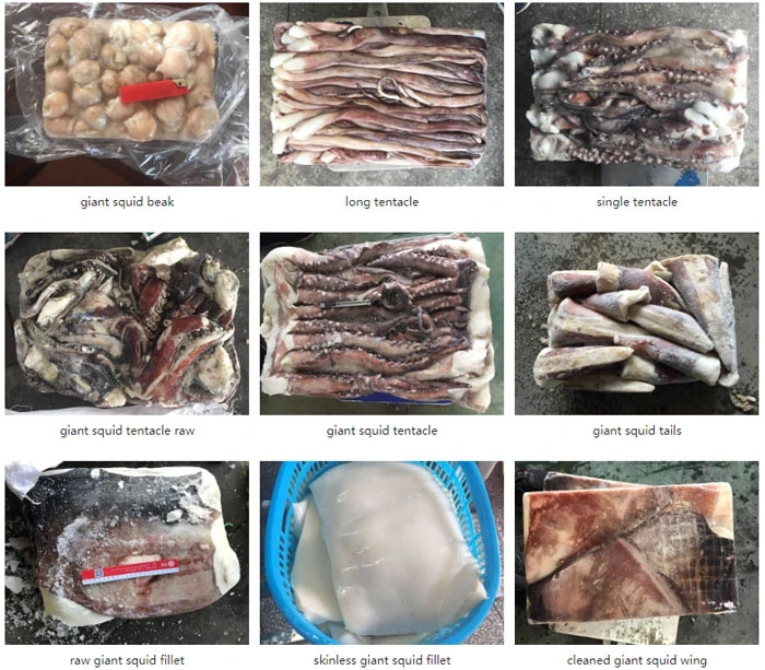peru squid series.jpg