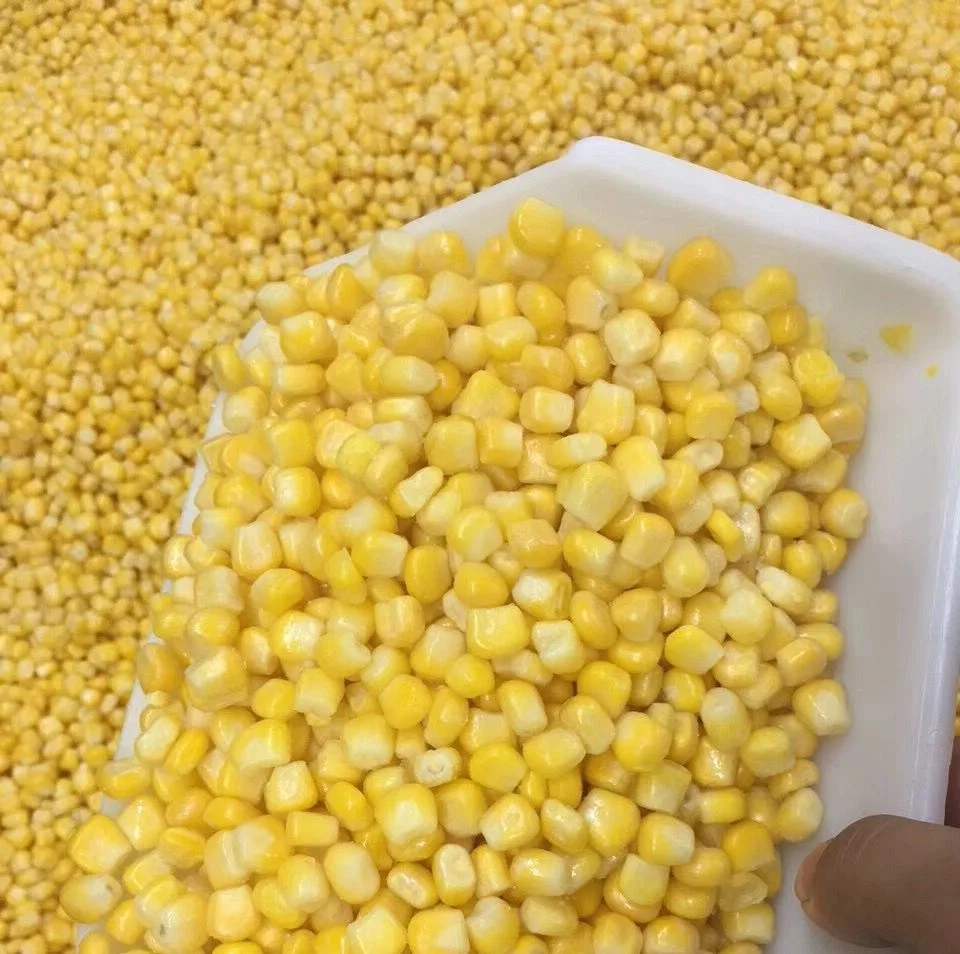 Заморозка семян. Сладкая кукуруза желто белые зерна. Белая кукуруза. Кукуруза поставщики. Кукуруза белое и желтое зерно кормовая.