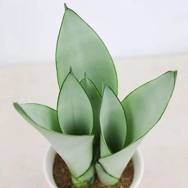 Wholesale Sansevieria Trifasciata Snake Plant Buy Sansevieria Trifasciata Sansevieria Snake Plant Product On Alibaba Com