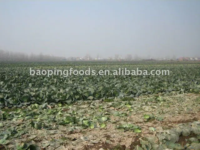 
chinese round cabbage 