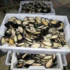 Frozen Mussels Meat With Half Shell