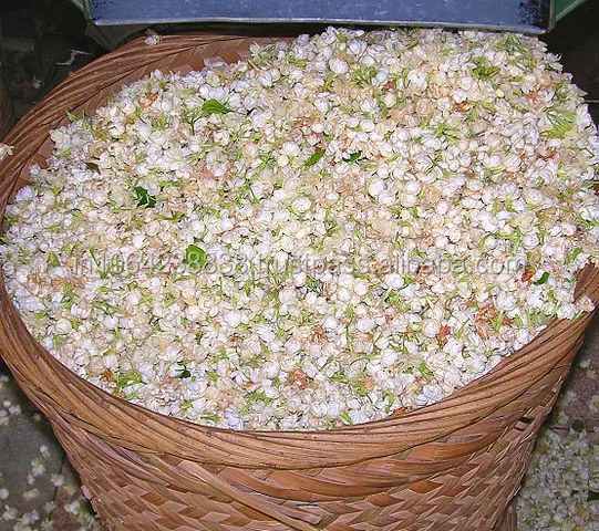 
INDIAN SHAMAMA ATTAR 