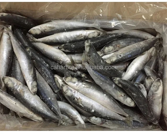
Fresh mackerel yellow tail round scad China frozen fish 