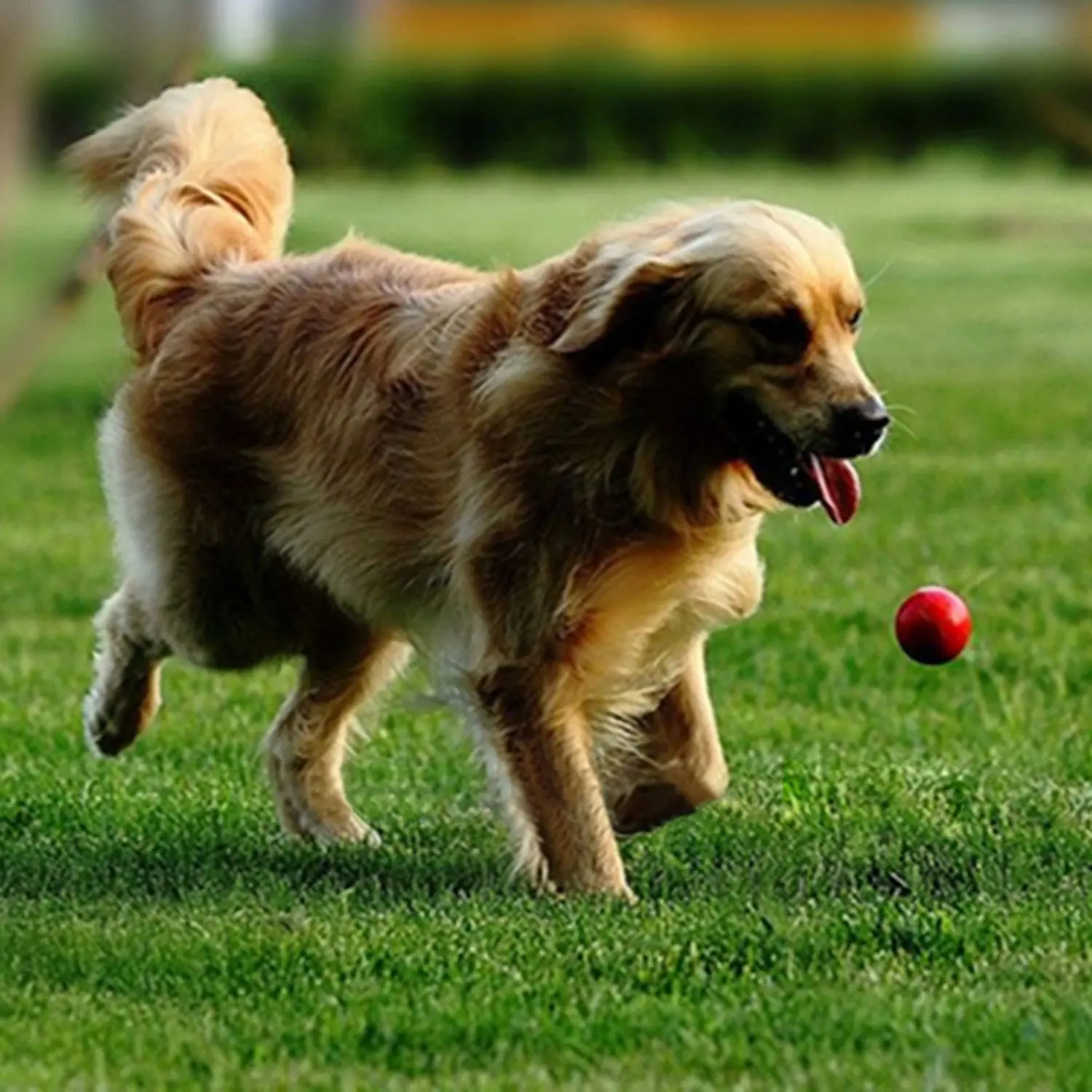 Pet toy ball bite-resistant solid dog bite not bad rubber elastic ball