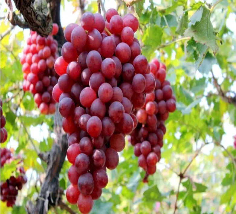 Fresh seeded Red Grapes 