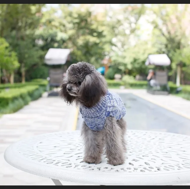 dog new design jumpers.JPG