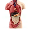 Human Body With Intenal Organs Human Anatomical Model
