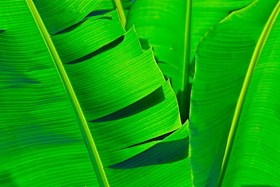 natural banana leaf extract