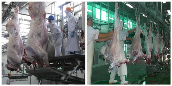 Kosher beef and mutton cutting machine butcher slaughterhouse