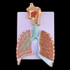 Plastic 3d Human Respiratory System lung with larynx model with magnified alveolus